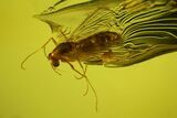 Two Fossil Flies (Diptera) In Baltic Amber #170055-2